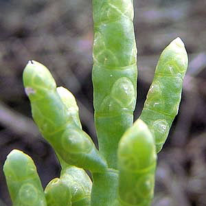 Salicornia